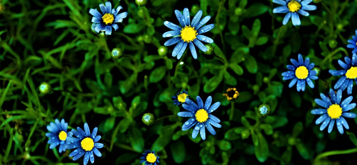 blue-flowers-g72968b94e_1920_brighter