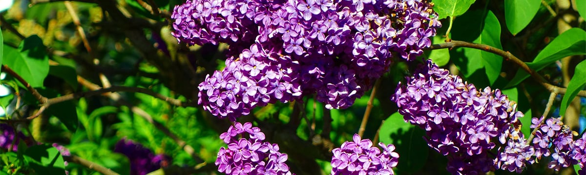purple-flowers-may-composer
