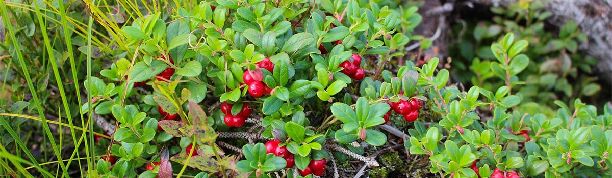 red-berries-bush-forest-fall