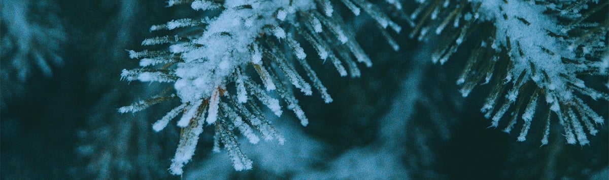 snowy-pine-tree