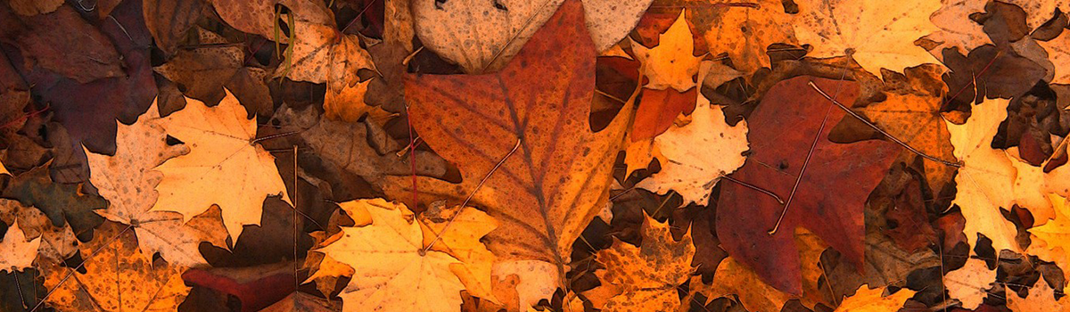 fall_foliage_picture