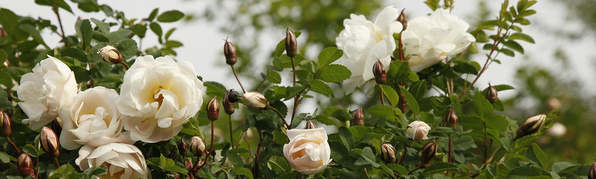 beautiful_roses